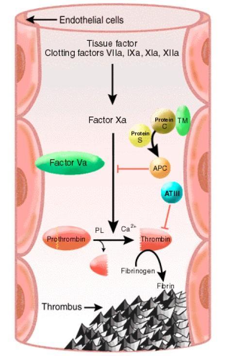 Aktive Protein C Rezistansı FVIIIa and FVa Aktive protein C rezistansı