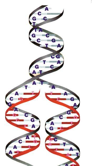 Halil KOZANHAN HÜCRE ZARI KROMOZOM SİTOPLAZMA ÇEKİRDEK KROMATİN İPLİK (DNA) TANIM HÜCRE BÖLÜNMESİ SIRASINDA DNA NIN KISALIP