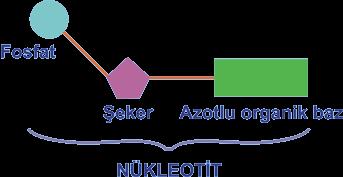 Halil KOZANHAN 1 AYNI KROMOZOM SAYISINA SAHİP FARKLI