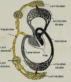 LENF SİSTEMİ Lenf sistemi, lenf damarları ve lenf düğümlerinden meydana gelmiştir. Lenf damarları ile taşınan ve içinde akyuvar bulunduran doku sıvısına lenf sıvısı denir.