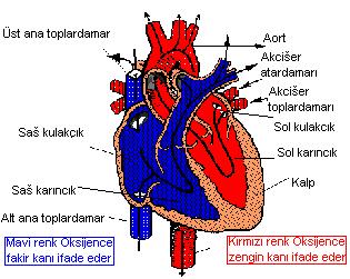 Üstte iki kulakçık alltta iki karıncık olmak üzere