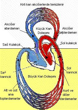 BÜYÜK KAN DOLAŞIMI Kalp ile akciğer hariç diğer organlar arasında olur. Aort ile ana atardamar arasında olur.