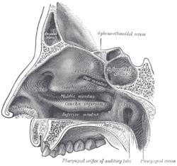 BURUN İnsanda solunum sistemi burunla başlar. Burnun yapısında kıllar, mukuslu yüzey ve yüzeye yakın kılcal damarlar bulunur. YUTAK Ağız ve burun boşluğunun birleştiği yerdir.