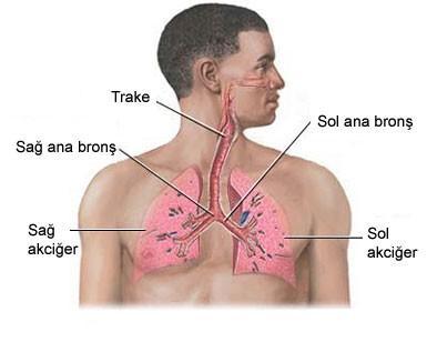 Soluk borusu akciğerin üzerinde ikiye ayrılarak bronşları