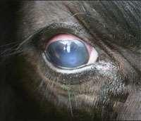 Tablo 2. Pink Eye hastalığı gelişim evreleri Evre I: Sığırda ışığa karşı duyarlılık vardır.