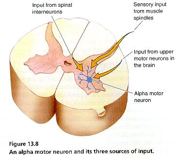 Spinal ara nöronlardan girdiler Kas iğciği gibi reseptörlerden gelen duysal girdiler Üst motor nöronlardan (motor korteks)