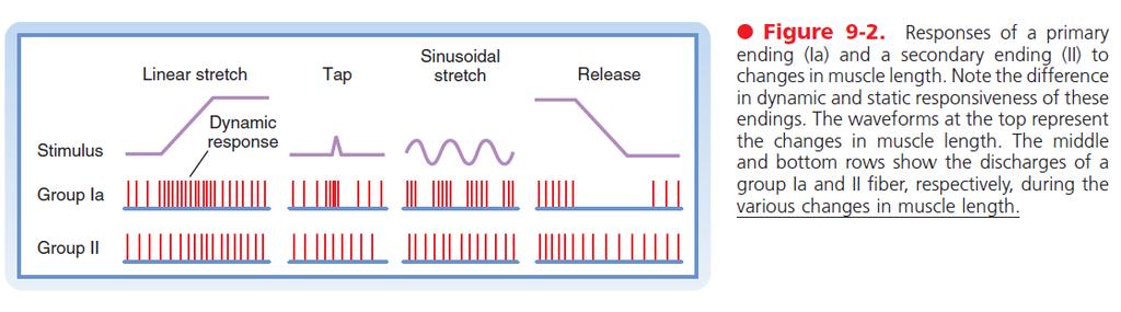Ia ve II yanıtları birbirinden farklı. Ia lifleri hem gerimin miktarına hem hızına duyarlıdır II lifleri ise sadece gerim miktarına yanıt verir.