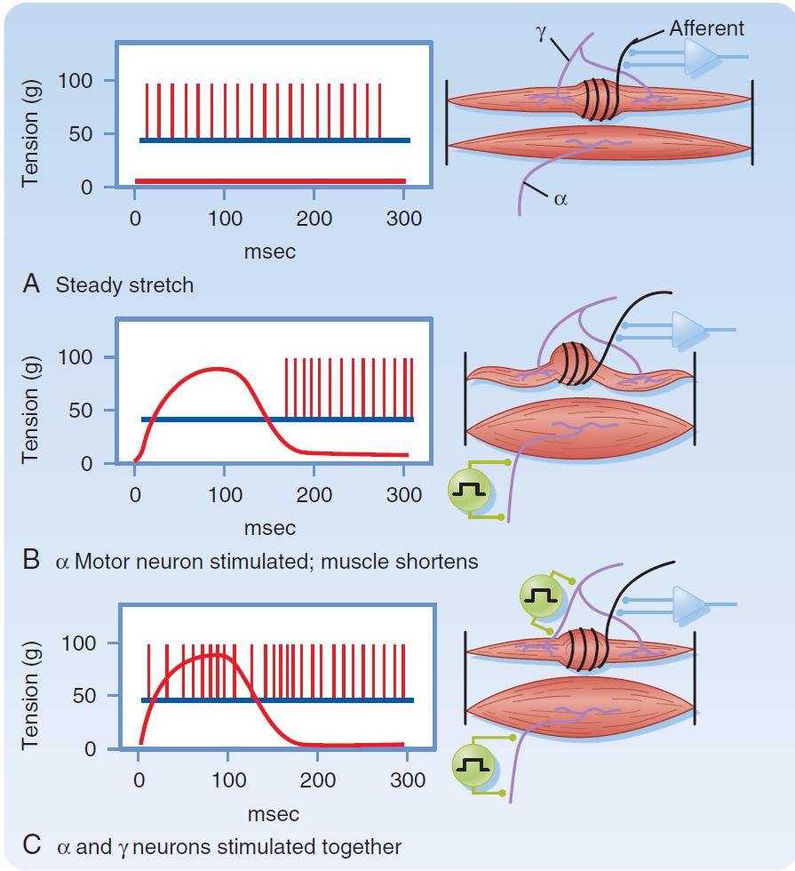 Gamma motor nöronlar kas iğciğinin sensitivitesini düzenler.