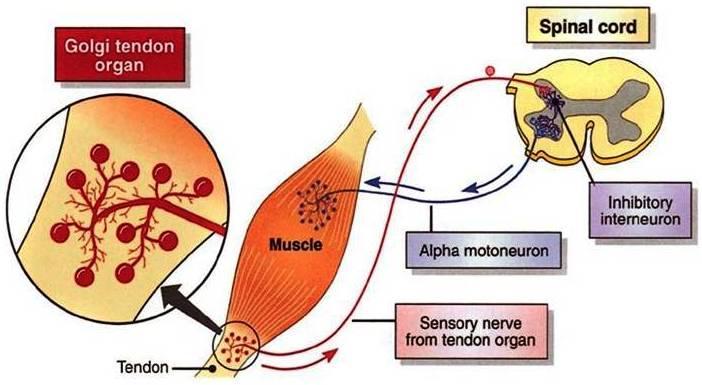 Golgi Tendon Organı (GTO)