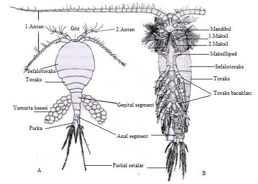 Şekil 2.2.2: Copepoda nın genel vücut yapısı.