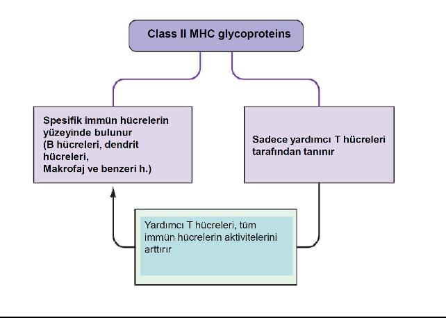 Antijenle Karşılaşma ve T