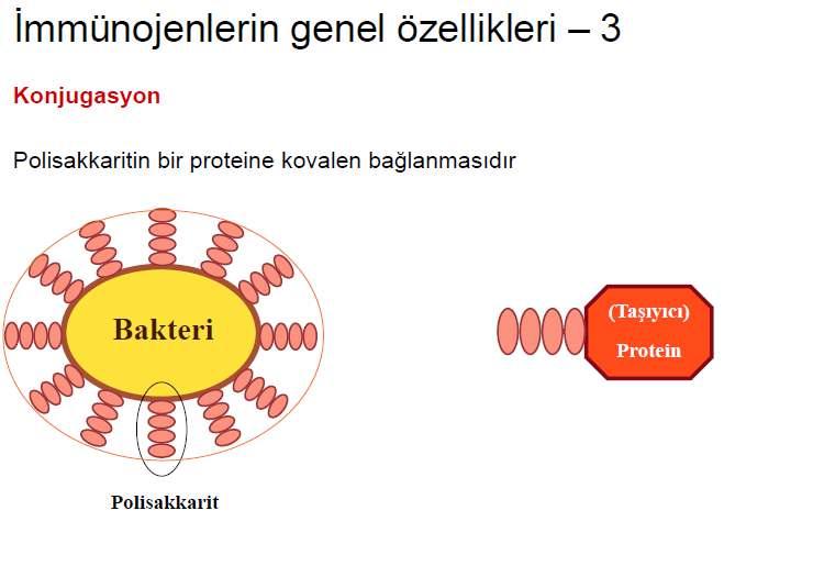 Konjugasyon Nedir?