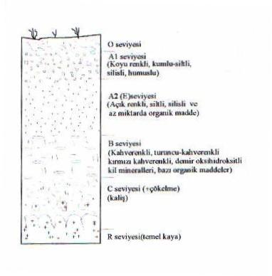 Toprak; kayaların yeryüzünde atmosfer ve su ile uzun süreli etkileşmesi sonucu oluşan yerkabuğunun içinde yaşam bulunan en üst kısımıdır.