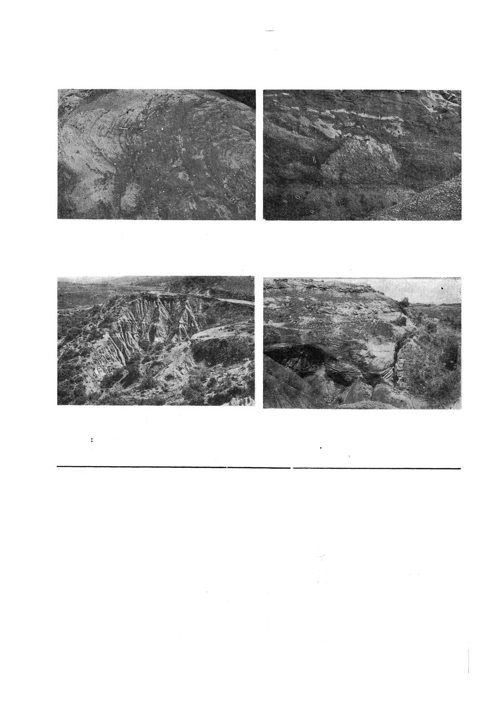 LEVHA : I PLATE : I 1 : Kesit C tabanında belirgin tekne şeklinde çapraz katmanlanım. Figure I : The distinct trough cross-bedding at the base of the section C.