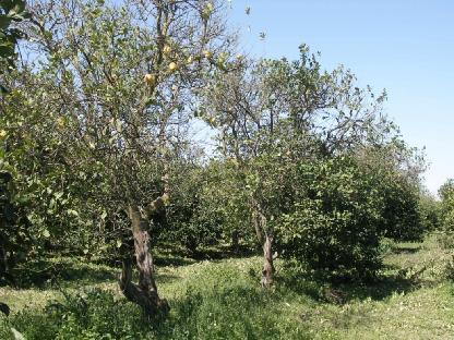 3.MATERYAL VE YÖNTEM İsmail DÖKER Şekil 3.3. Panonychus citri nin B2 popülasyonunun toplandığı 2 nolu bahçenin genel görünümü 3.1.1.3. Panonychus citri nin B3 Popülasyonunun Toplandığı 3 Nolu Bahçe (35 54 40.