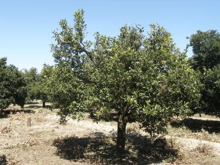3.MATERYAL VE YÖNTEM İsmail DÖKER Şekil 3.4. Panonychus citri nin B3 popülasyonunun toplandığı 3 nolu bahçenin genel görünümü 3.1.