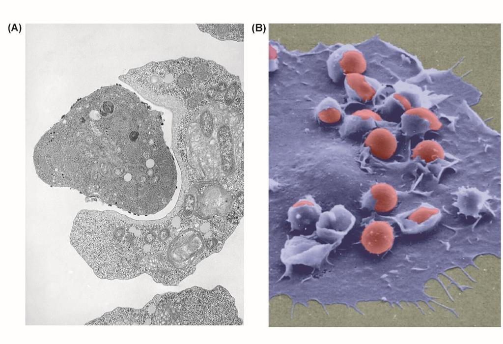 Fafositotik hücrelere örnekler: (A) Bir başka protisti yutan amipe ait elektron