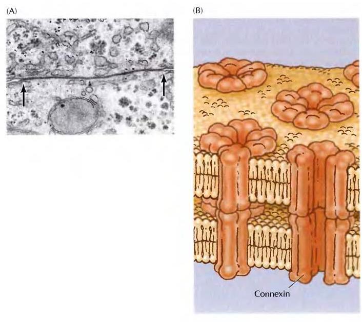 3. Aralık bağlantılar (A) İki karaciğer hücresi arasındaki aralık bağlantıların elektron mikroskop görüntüsü (B) aralık bağlantılar, altı