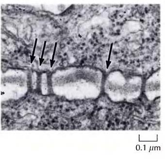 4. Bitki Hücresi Adezyonu ve Plazmodesmata Plazmodesmatada