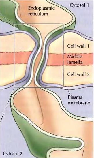 içerisinde sitoplazmik kanallar oluşturacak şekilde,