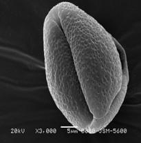 1 µm Apokolpium Çapı(t) 10.