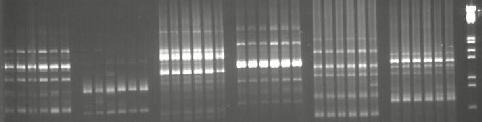kullanılarak 6 nohut genotipinde yapılan ISSR analiz sonuçları. A B C D E F Şekil 4.2.