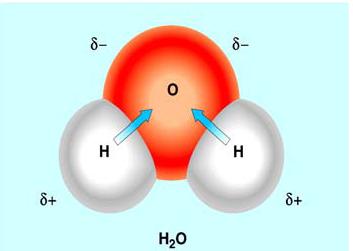 Su molekülünde oksijenle hidrojenin bağ elektronlarını çekme kuvvetleri eşit değildir.