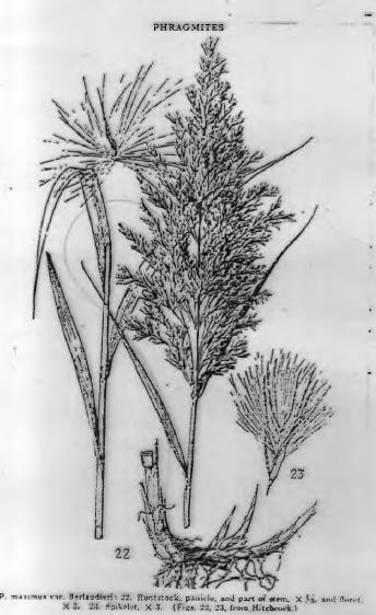 Familya: Graminae Gövdeleri çoğunlukla toprak a l t ı ve sürünücü Bir, iki yada çok yıllık otsu su üstü bitkileridir.