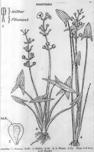 Cins: Sagittaria (su ok otu) - Bitki 0.5-1 m uzunlukta olabilir, Toprakaltı gövdesi sürünücüdür. Yapraklar doğrudan toprakaltı gövdeden çıkar Yaprak şekli 4 tiptir.