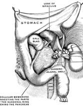 GIRIŞ Üst GİS kanamaları (ÜGİK) hayatı tehtid edici bir abdominal acildir Terim olarak Treitz ligamanından daha proksimal Kendisi dışında