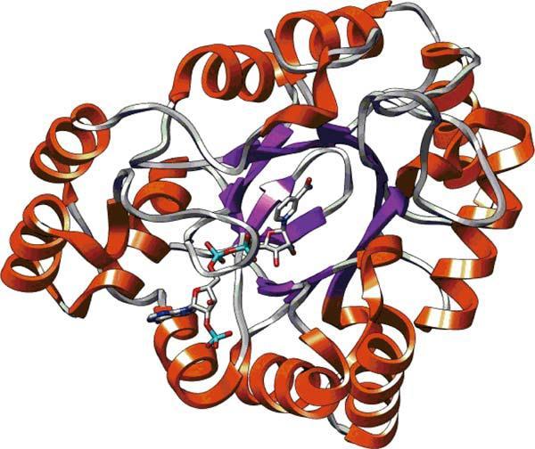 16 Şekil 1.7. Aldoz redüktaz enziminin yapısı (Wang et al.