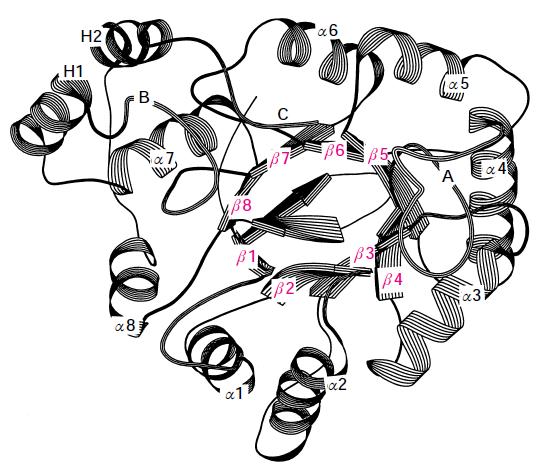 18 Şekil 1.8. Aldo-keto redüktaz süper ailesinin 3 boyutlu yapıları (Jez et al.