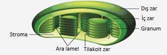 Şekil: Kloroplastın yapısı Kloroplastların kendilerine ait DNA sı olduğundan gerektiğinde DNA sını eşleyerek çoğlabilir.