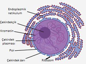 ÇEKİRDEĞİN YAPISI ve GÖREVLERİ -Çekirdek, içerdiği DNA nedeni ile hücrenin yönetim merkezidir. -Prokaryotlar gibi çekirdeksiz hücreler de vardır.