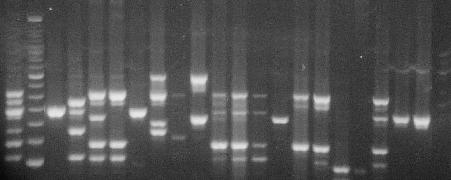Tablo 1: SCCmec tayininde kullanılan multipleks PCR primerleri, elde edilen amplikon büyüklükleri ve karşılık gelen SCCmec tipleri Primer Dizi (5-3 ) Amplikon büyüküğü SCCmec tipi CIF2 F2 CIF2 R2 KDP