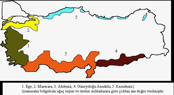 1. GİRİŞ Oleacea familyasının bir üyesi olan zeytinin (Olea europaea L.) anavatanı, Güneydoğu Anadolu Bölgesi ni de içine alan Yukarı Mezopotamya ve Güney Ön Asya dır. Günümüzde 20.