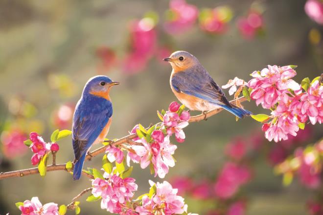PEK ANAOKULU YAĞMUR GRUBU MART AYI EĞİTİM PLANI İLKBAHAR Ağaçlar çiçek açar, Kuşlar cıvıldar, Karıncalar yuvasından