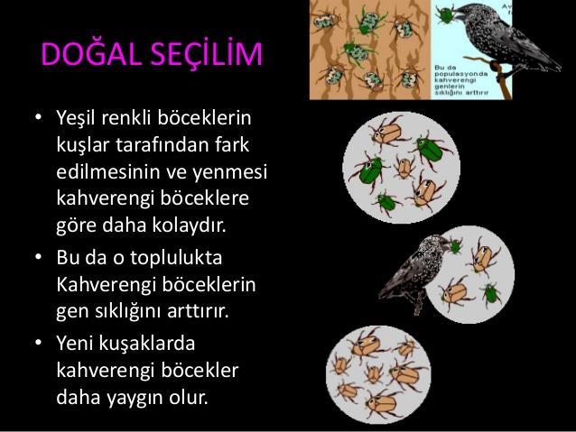 19- Sıcak bölgelerde yaşayan tilki, fare ve tavşanların ısı kaybını arttırarak vücut sıcaklığını koruması için kulak ve kuyrukların uzun, vücut yüzeylerinin geniş 20- Kutuplarda yaşayan ayı, tilki ve