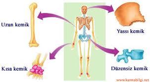 KEMİKLERİN SINIFLANDIRILMASI Kemikler şekillerine göre 5 gruba ayrılır: Uzun kemikler: Humerus (kol kemiği), Femur (uyluk kemiği) Kısa