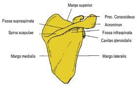 Arka yüzde içten dışa doğru uzanan spina scapulae (dikensi çıkıntı) arka yüzü üstte küçük (fossa supraspinata), altta büyük (fossa infraspinata) olmak üzere iki