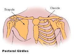 2. Clavicula (Köprücük Kemiği): Göğüs kafesinin ön tarafında, kaburgaların