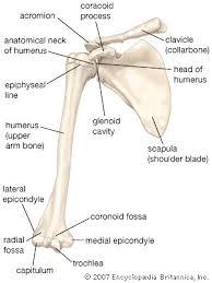 Bu yapıların üst yan taraflarında içte epicondylus medialis, dış yanda ise epicondylus lateralis adında iki kemik çıkıntı deri altında da elle hissedilebilir.