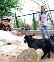 20 günlük 5 Ankara keçisi, birer aylık 3 siyah cüce keçi yavrusunu seven, fotoğraflarını çeken çocuklar mutlu olurken, aileleri de Park ta termosta getirdikleri çaylarını içiyor, kurabiye ve