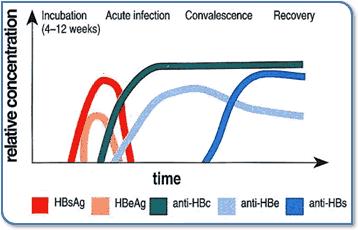 HBs Ag nin varlığı, virion replikasyonu ile eş anlamlı değildir. HBs Ag, klinik belirtiler ortaya çıkmadan önce serumda saptanır.