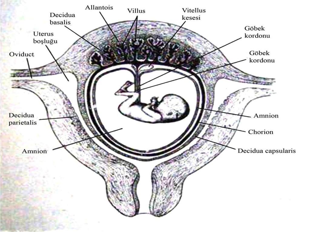 Tam Plasenta *İnterstisyel tip implantasyon gösteren insan plasentasında yavru taslağı ve keseler uterus mukozası içinde gelişir.