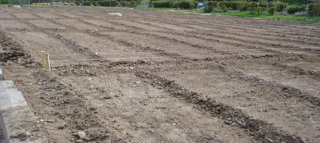 1. Adım : Tavaların Düzlenmesi Tohum ekimi yapacağımız alanda iri toprak parçaları