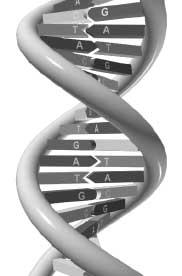 BİYOTEKNOLOJİK AŞILAR DNA AŞILAR Vücuda protein antijeni verilmez, antijeni kodlayan geni içeren DNA verilir.