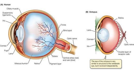 Göz mükemmel midir? İnsan gözünün ışığa duyarlı hücreleri ışığa doğru değil, gözün arkasına doğru bakmaktadır. Optik sinirler ışığa dönük tarafta birleştiğinden kör nokta oluşur.