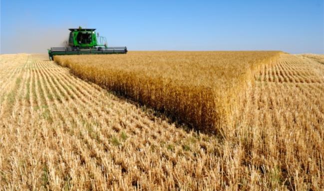Buğday Türkiye topraklarının yaklaşık %32 si tarım yapılabilir özelliktedir. Tarım alanlarının %68 i tarla tarımına ayrılmıştır.