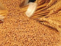 Buğday Buğdaydan elde edilen un, bulgur, makarna, nişasta insan beslenmesinde; buğday bitkisinin sapları ise kağıt-karton sanayinde ve hayvan beslenmesinde kullanılmaktadır.